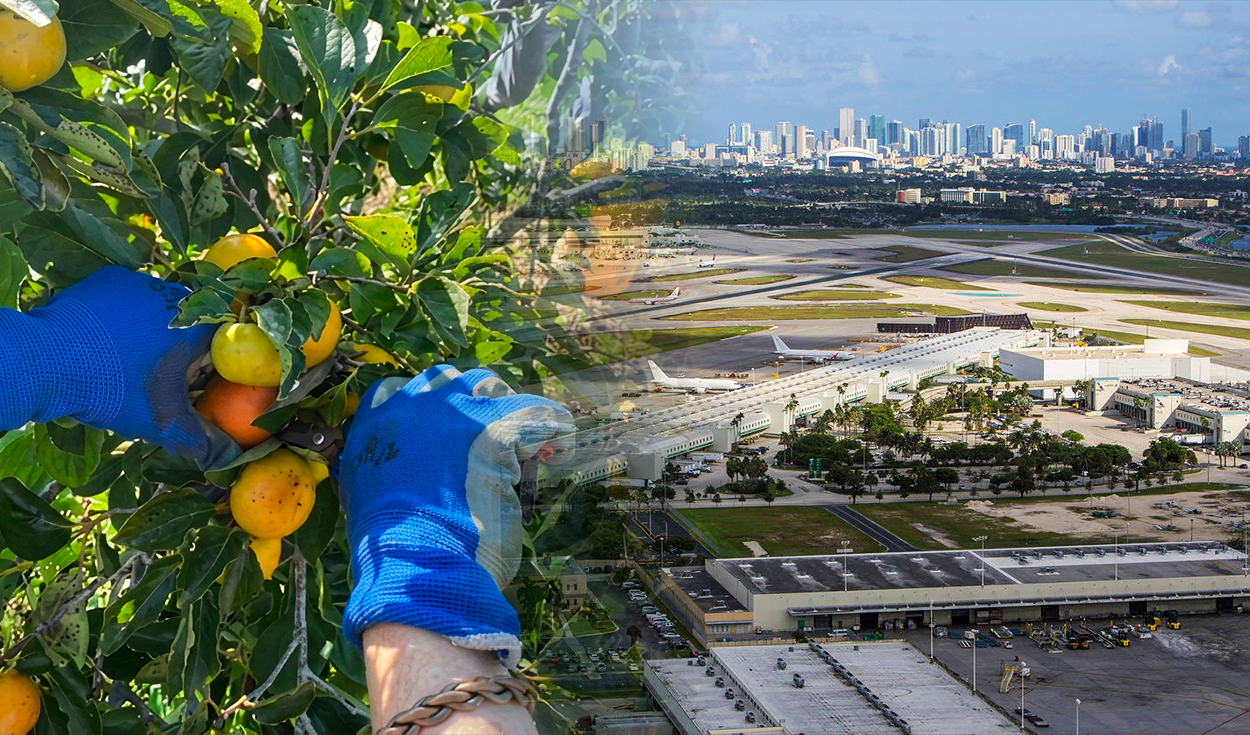 ¿Quieres vivir gratis en Miami? Ofrecen habitación y comida a 2 voluntarios que hablen español, inglés o italiano por cuidar bosques 20 horas a la semana