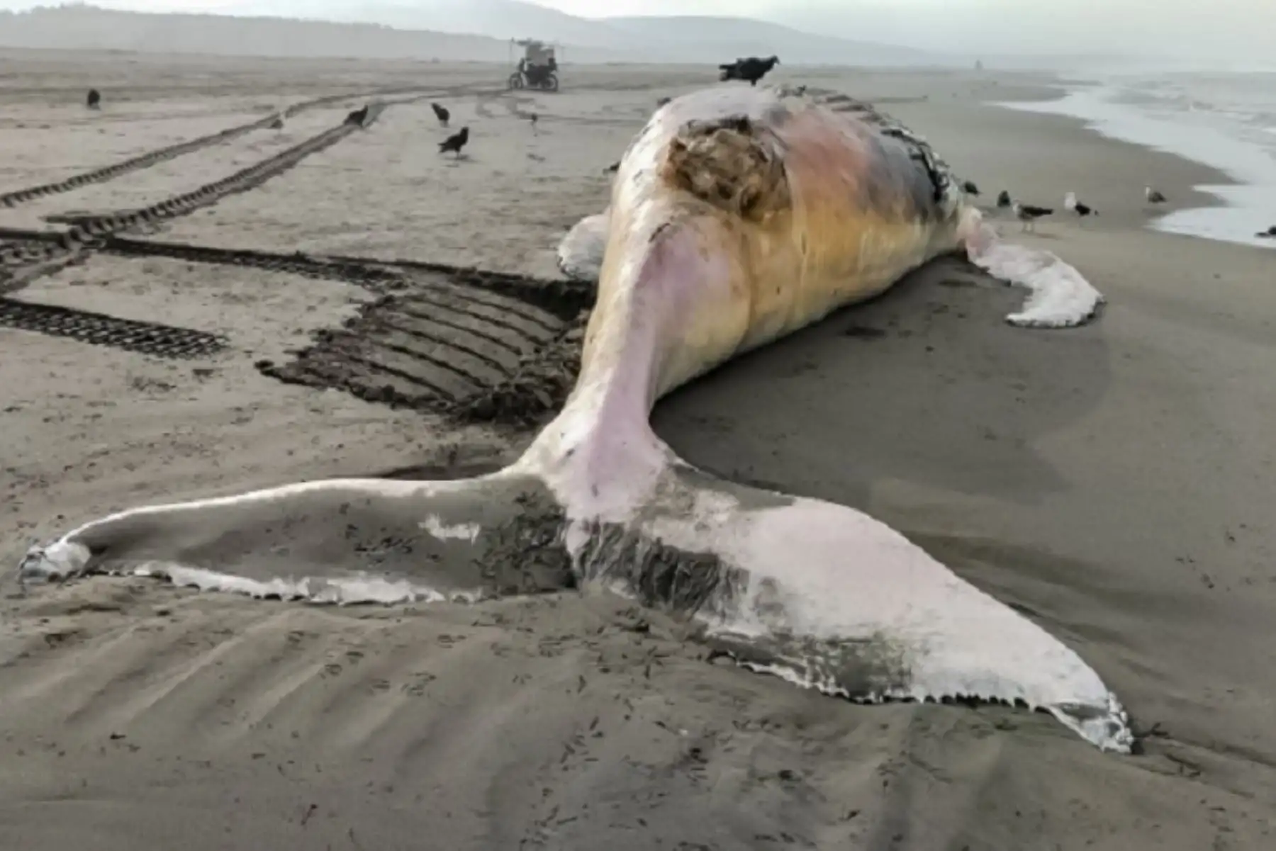 Ballena jorobada de 14 metros de longitud fue varada en playa Sombreo Chico de Arequipa