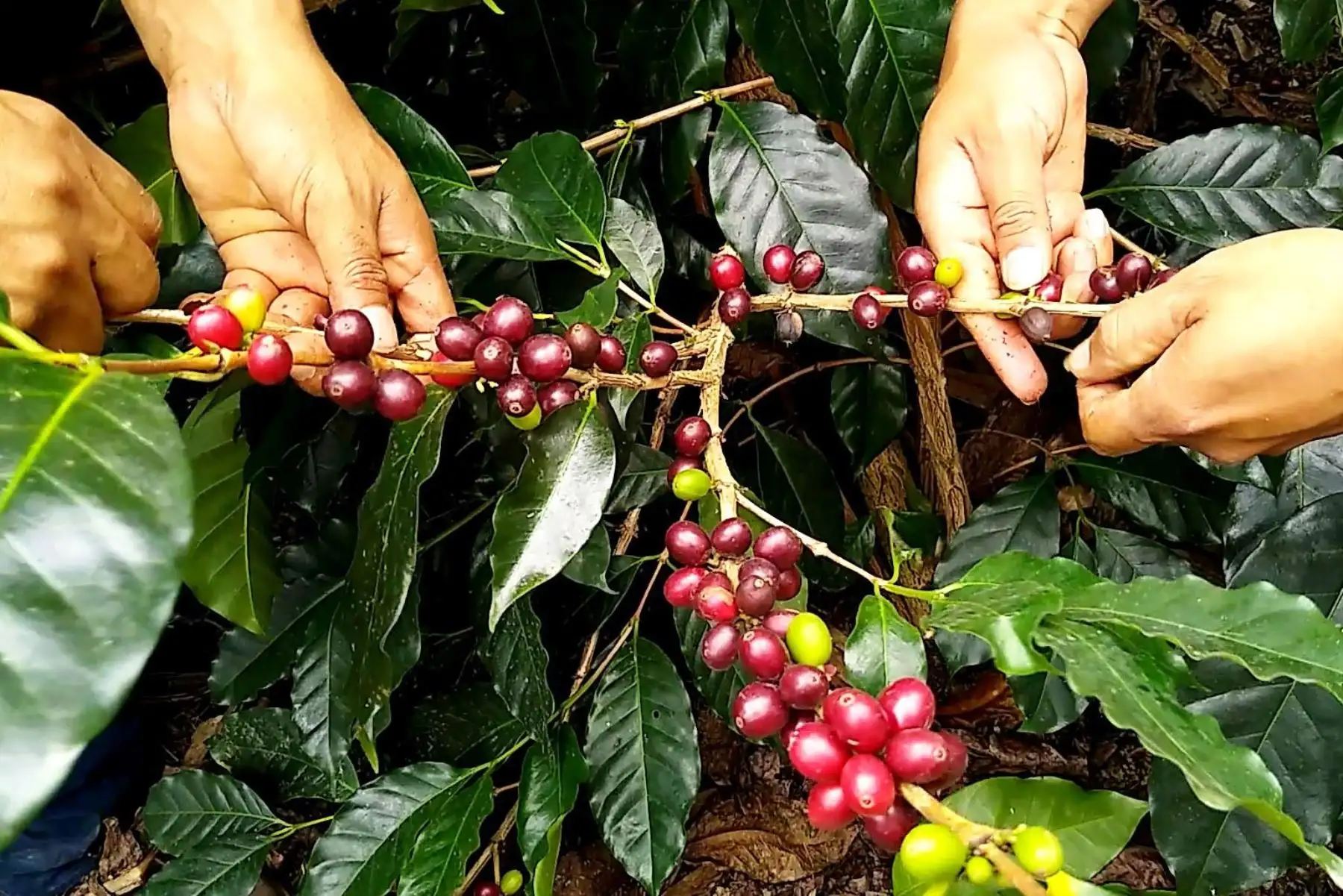 Chanchamayo presenta ruta exportadora para sus cafés de especialidad