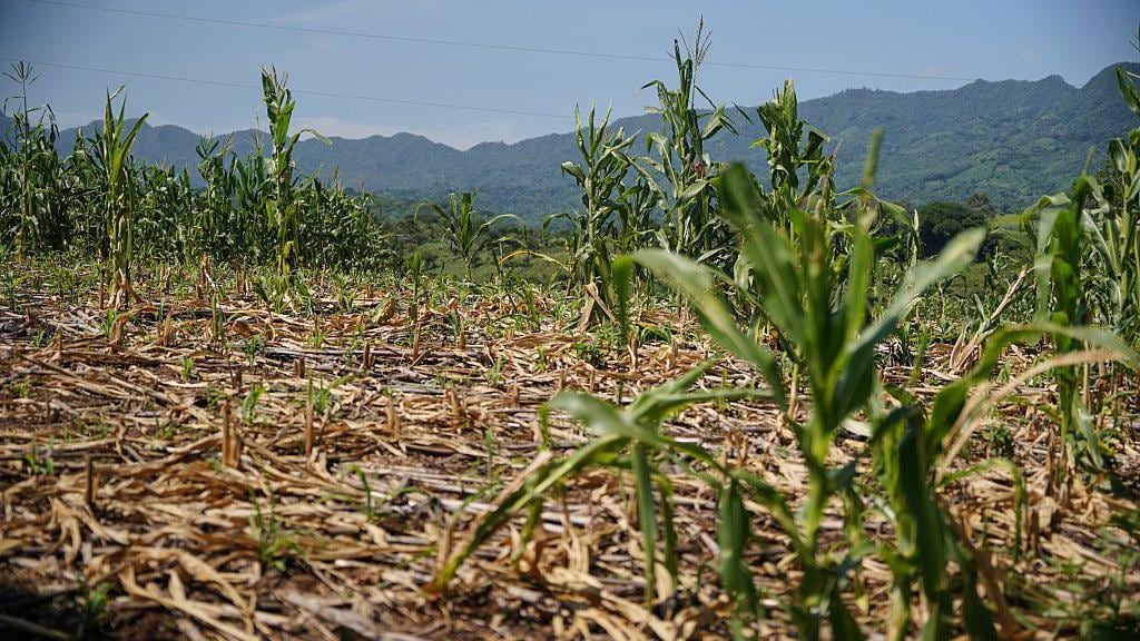 El Niño “muy fuerte”: BCRP monitorea evolución, ¿qué proyecta para los próximos meses?