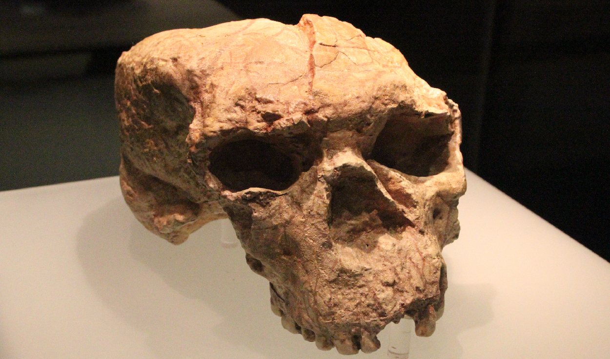 El ADN antiguo revela que el "Hombre Dragón" chino de hace 146.000 años pertenece a una especie humana extinta