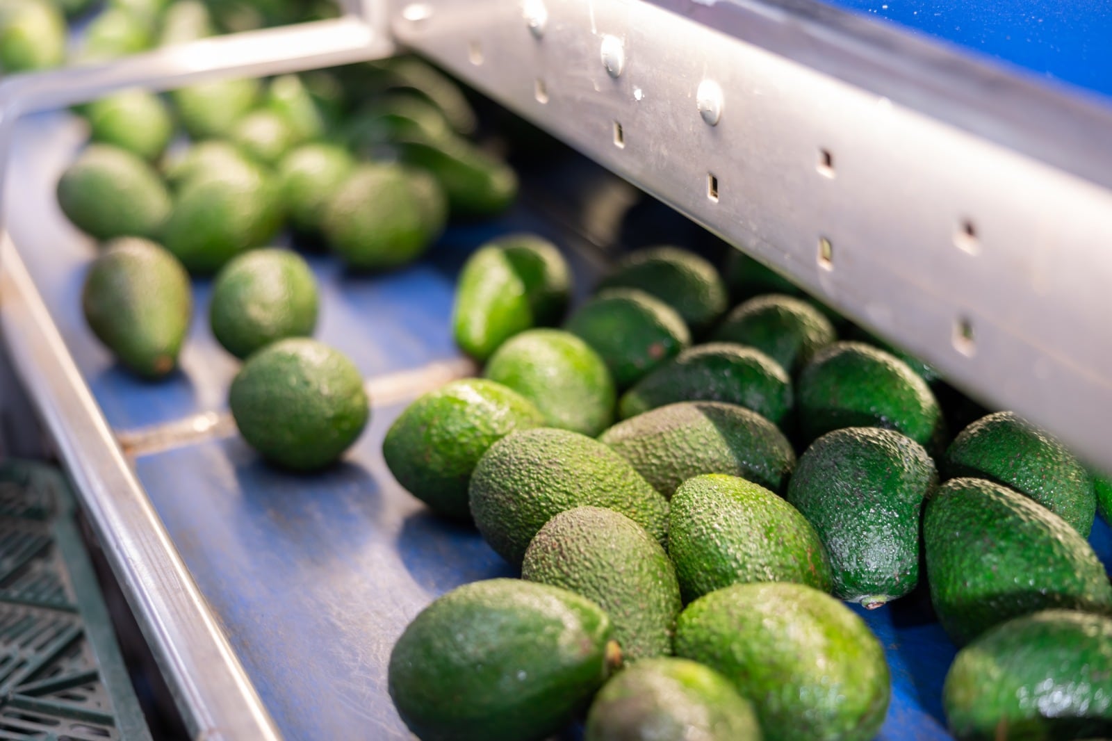 Ica: impulsan consumo nacional de palta Hass producida por pequeños agricultores