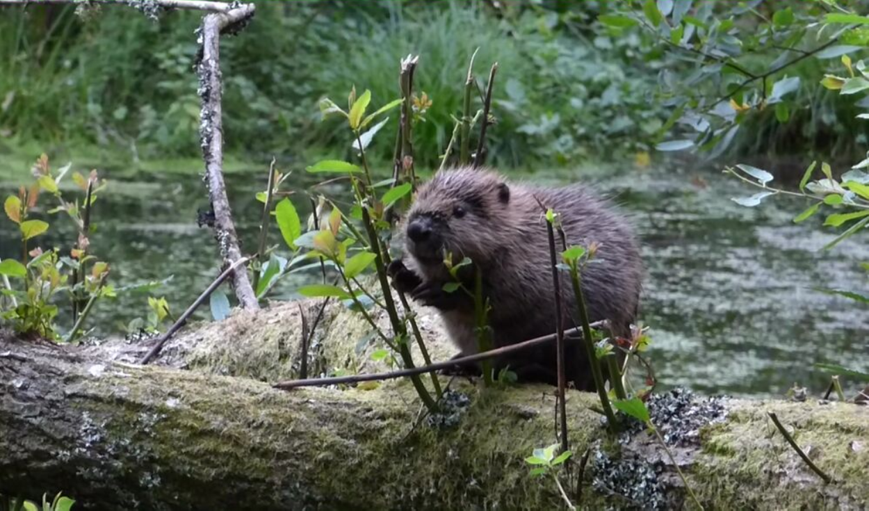 En 2025, Inglaterra liberó castores en un bosque y, en apenas un año, lograron cambiar el paisaje y transformarlo en un humedal rico en vida silvestre