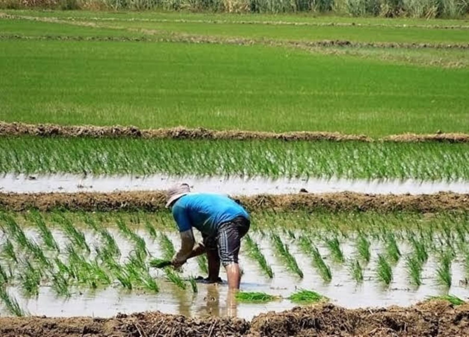 INEI: producción de arroz cáscara aumentó en ocho departamentos del país