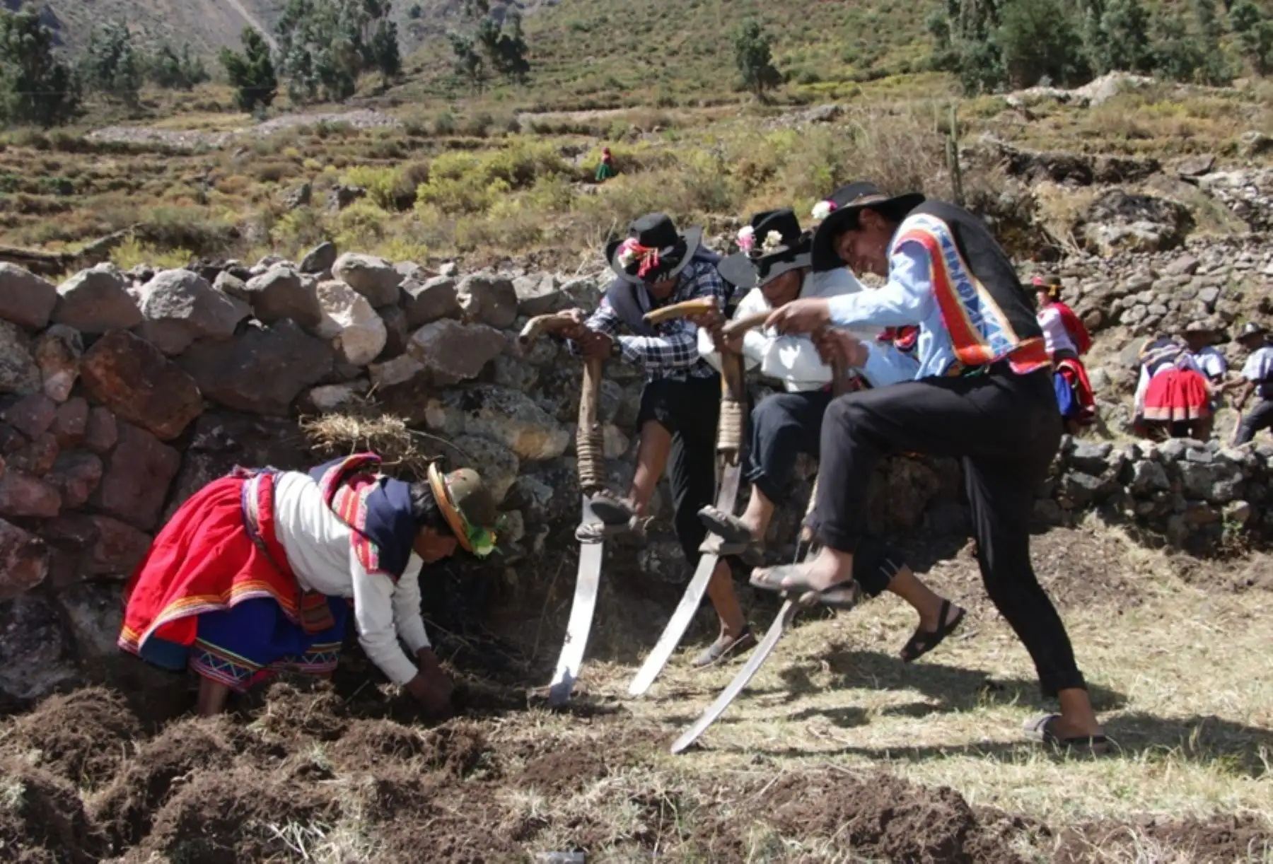 Productores agrarios cuentan con Seguro Agrícola Catastrófico: cubre S/1,000 por hectárea