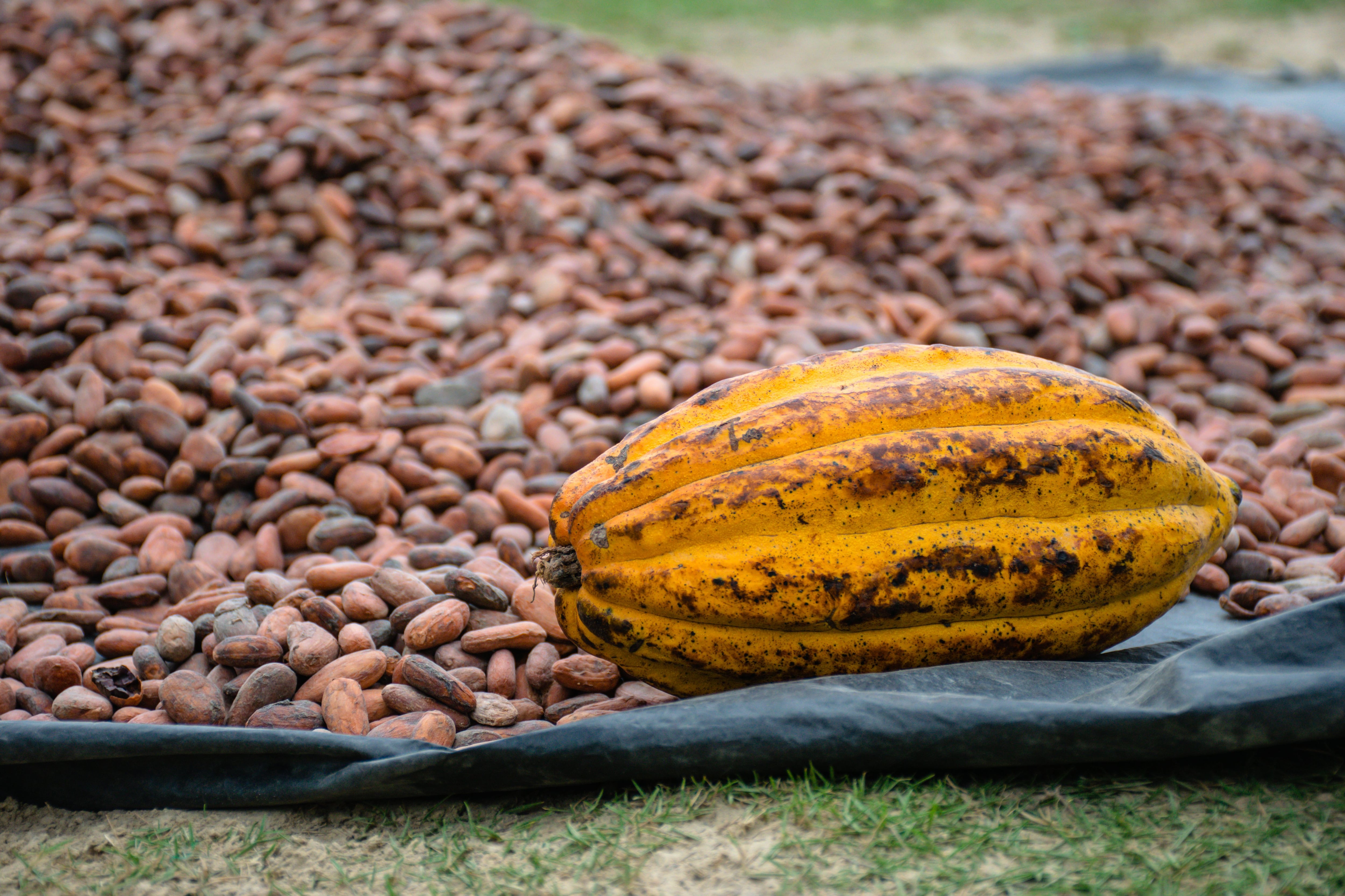 Del grano al chocolate: el plan de Machu Picchu Foods con el cacao en el Cusco