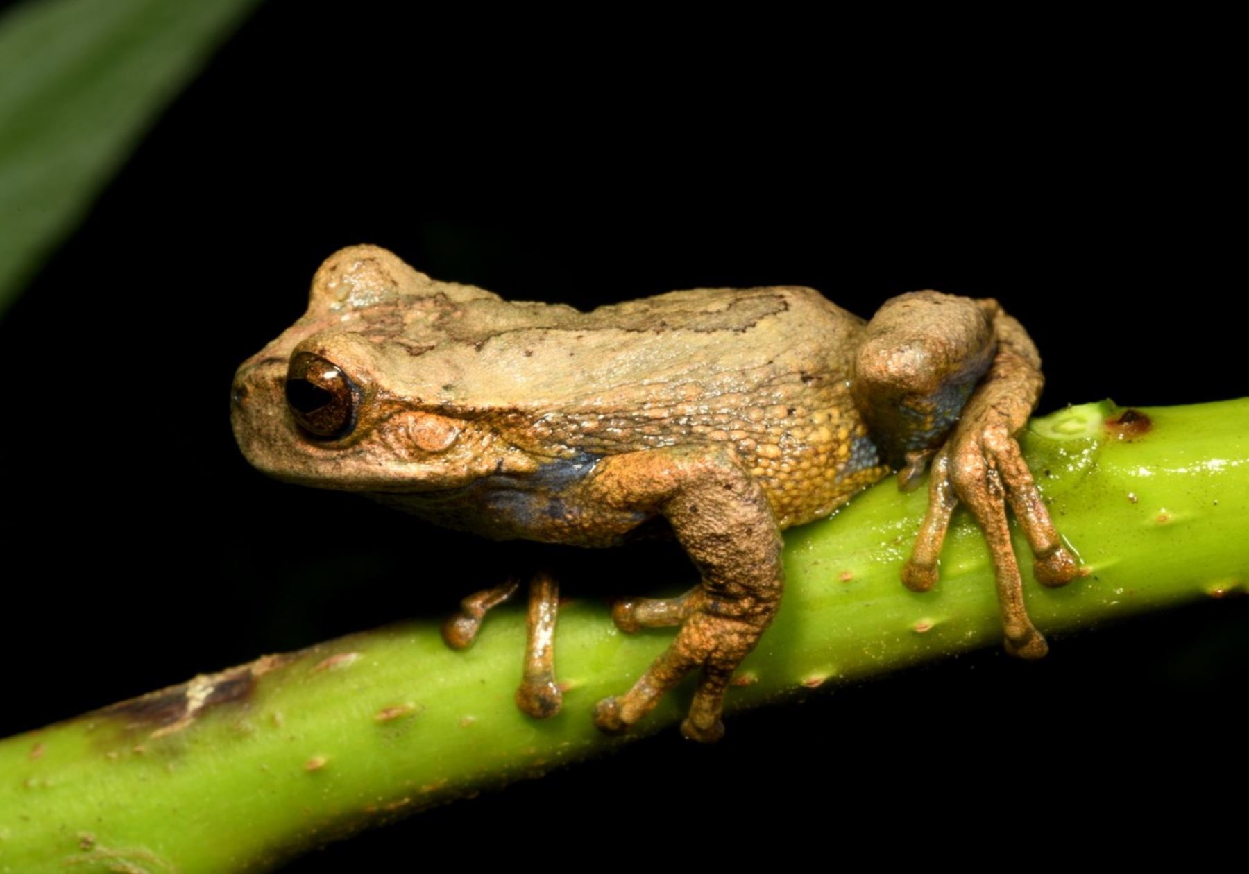 Huancavelica sorprende al mundo: hallan especie de rana que vive en la copa de los árboles