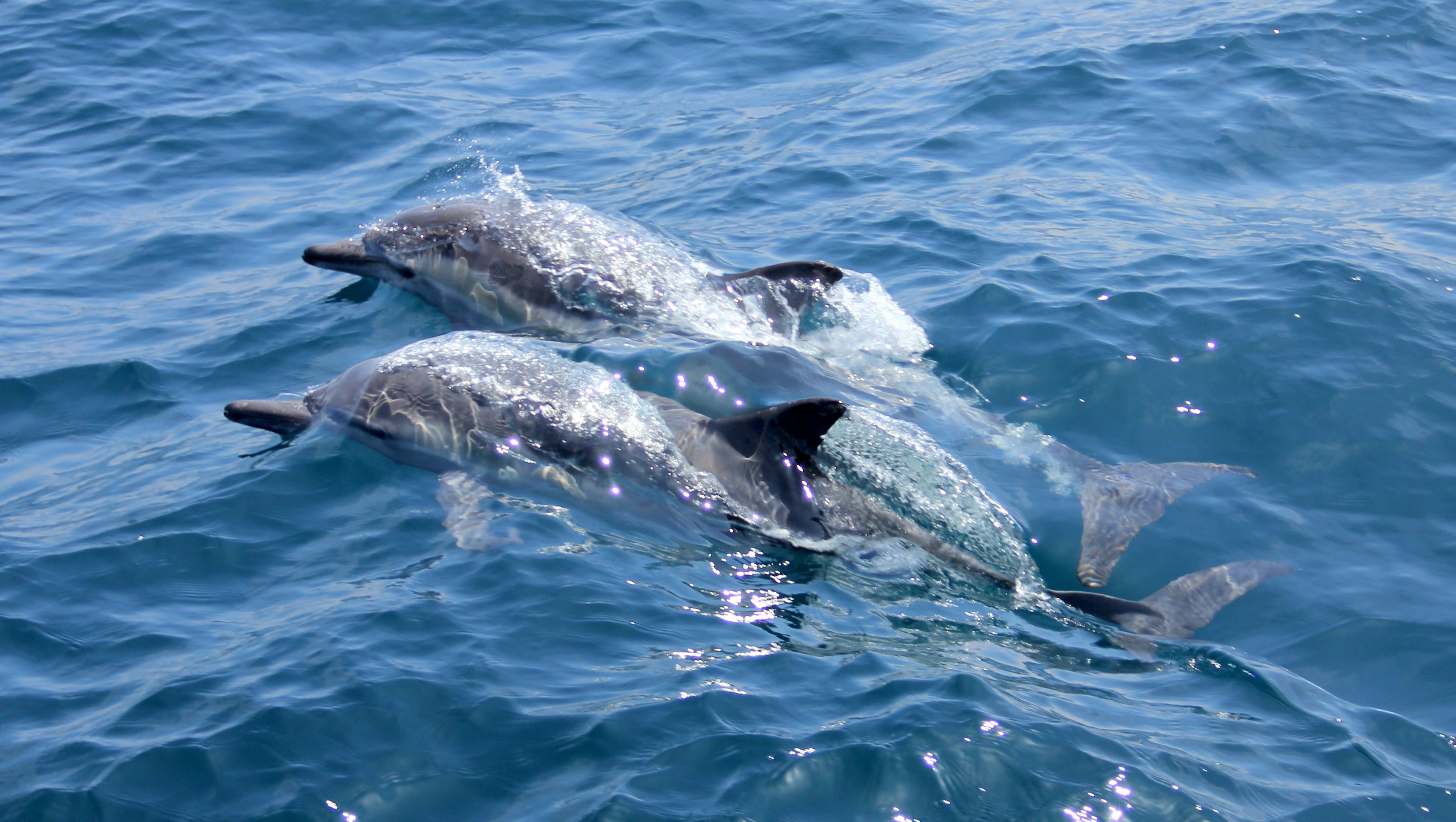 Cómo la ciencia busca salvar a los delfines con un inesperado uso de las botellas de vidrio y plástico