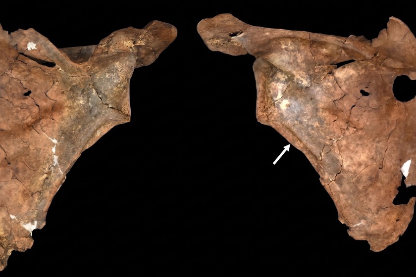 Hace 75.000 años una lanza atravesó el pecho de un neandertal. Sus restos indican que ya entonces cuidaban a sus heridos