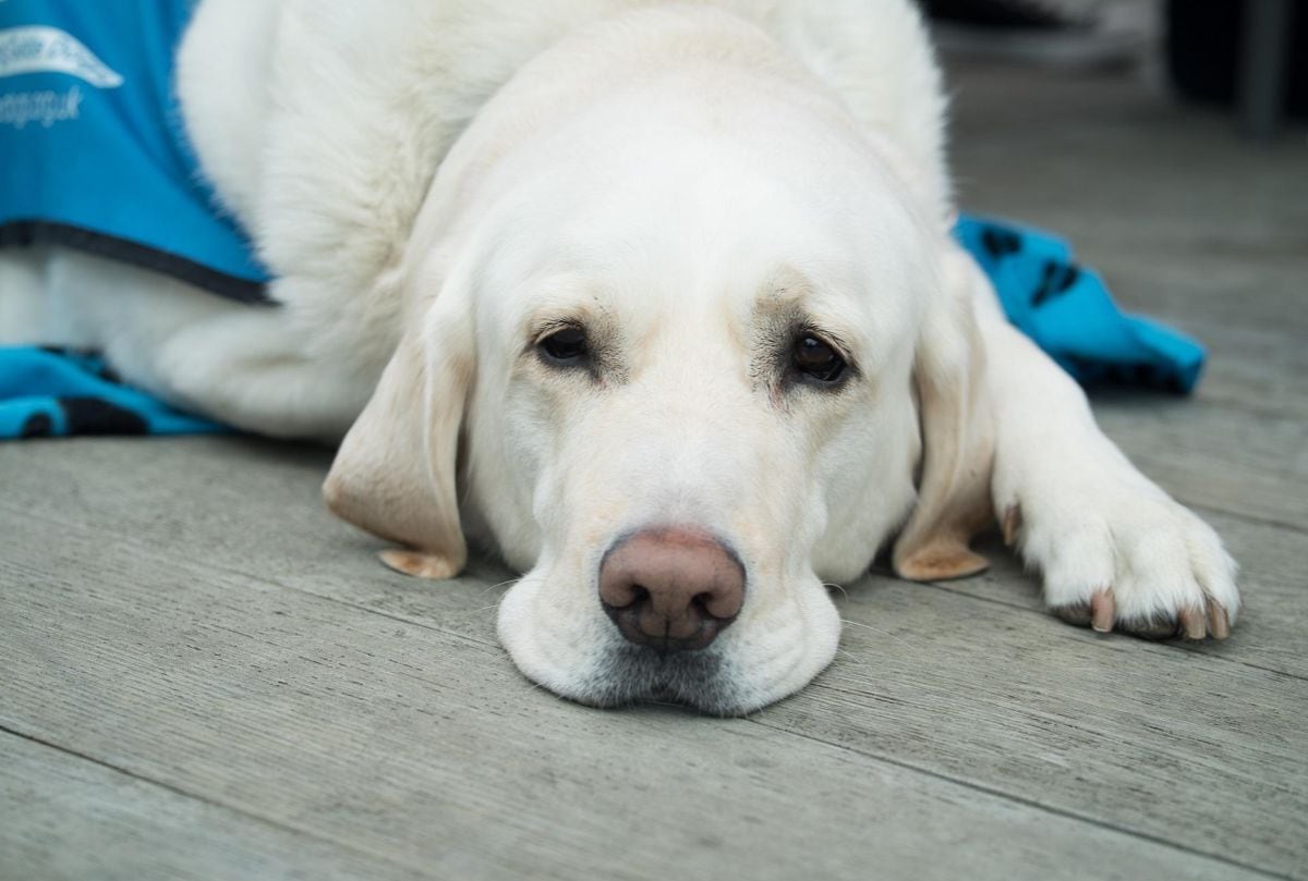 No basta con ser obediente: las características que revelan si tu mascota puede ser entrenada como perro de servicio