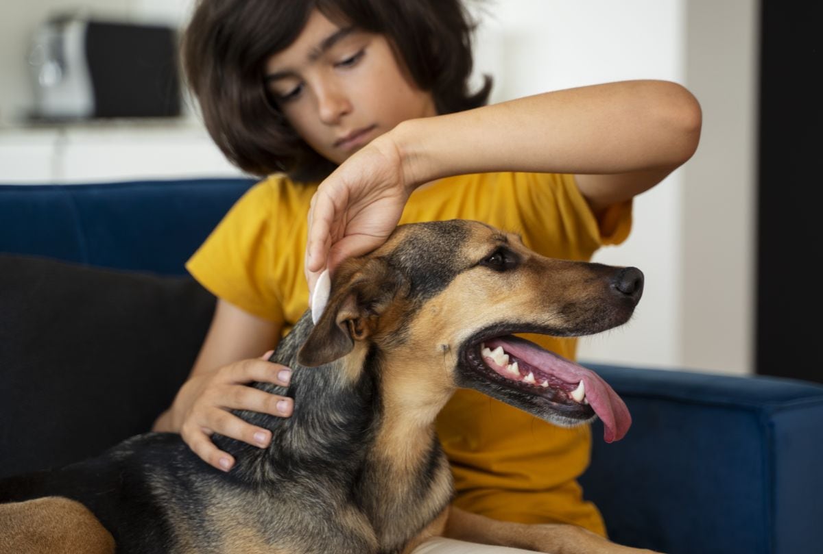 Adopción de mascotas en Florida: dónde encontrar a tu nuevo compañero y qué documentos llevar