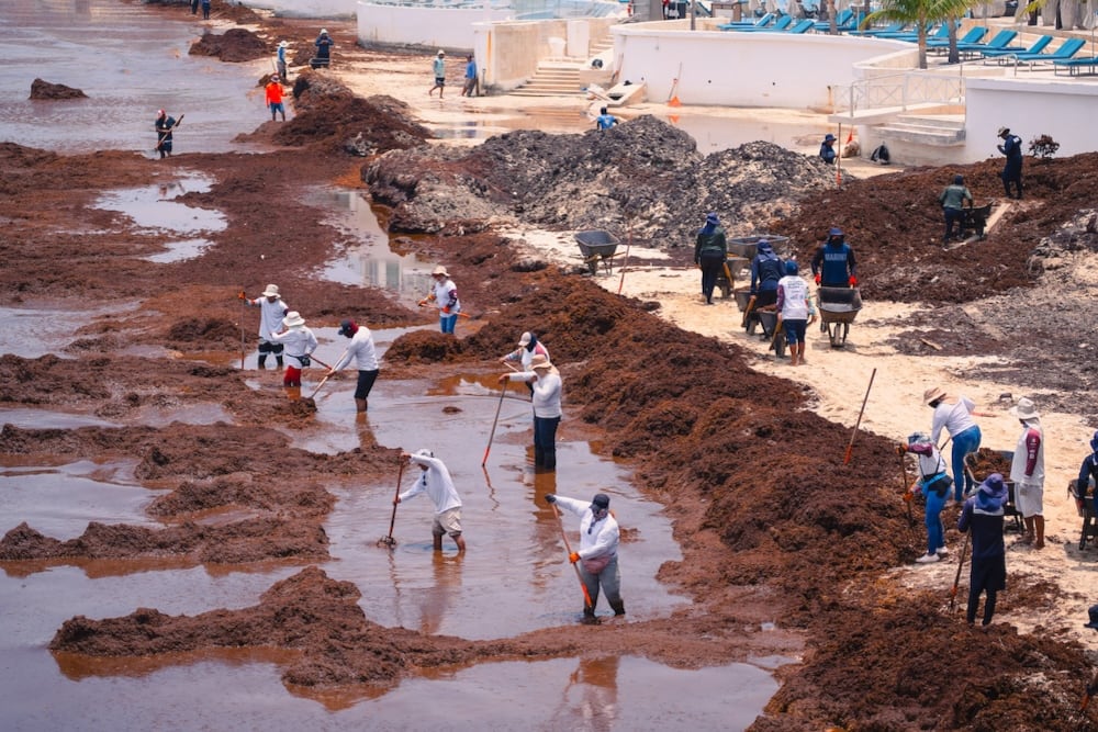 Gases tóxicos y quemaduras: los riesgos que enfrentan quienes retiran el sargazo del mar en el Caribe mexicano