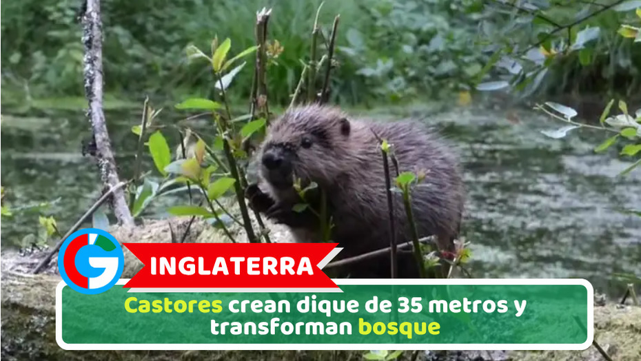 Inglaterra: Castores crean dique de 35 metros y transforman bosque