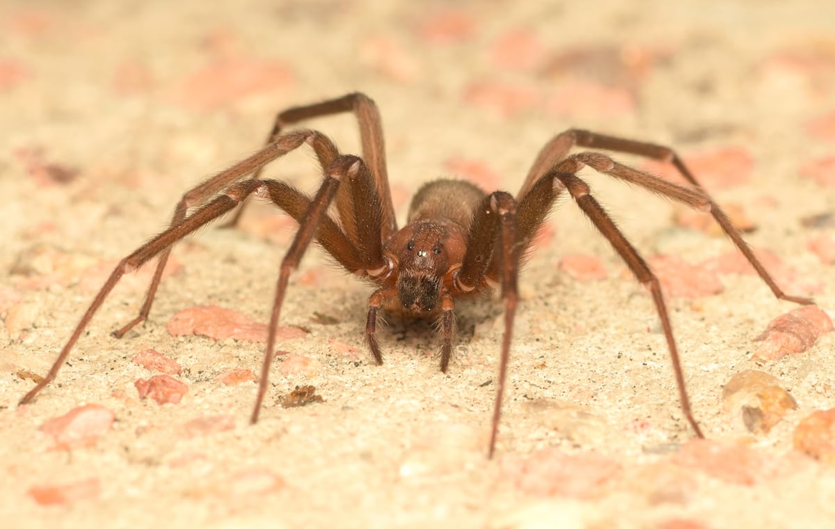Perú produce antídoto contra la araña casera: así se elabora y por qué no debes esperar para atender una mordedura