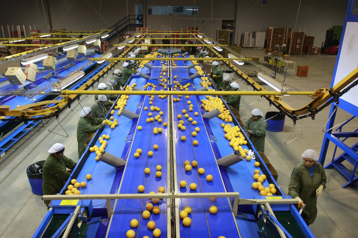 Vinelli: no se descarta suspensión perfecta en agroexportación, pero no hay pedido por ahora