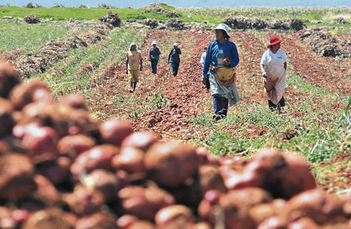 Agro en Perú “temblaría” más allá del verano 2027 por El Niño: esto alerta el Midagri