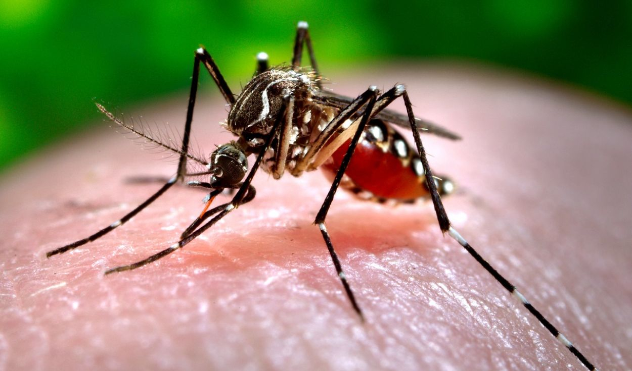 Estudio revela que el mosquito del dengue aumentó su resistencia a los insecticidas más efectivos: científicos advierten que algo podría estar cambiando