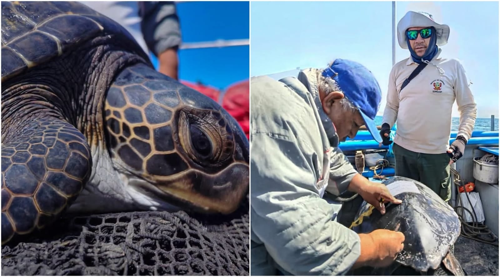 Pisco: San Andrés capacitará a pescadores en la liberación de especies marinas