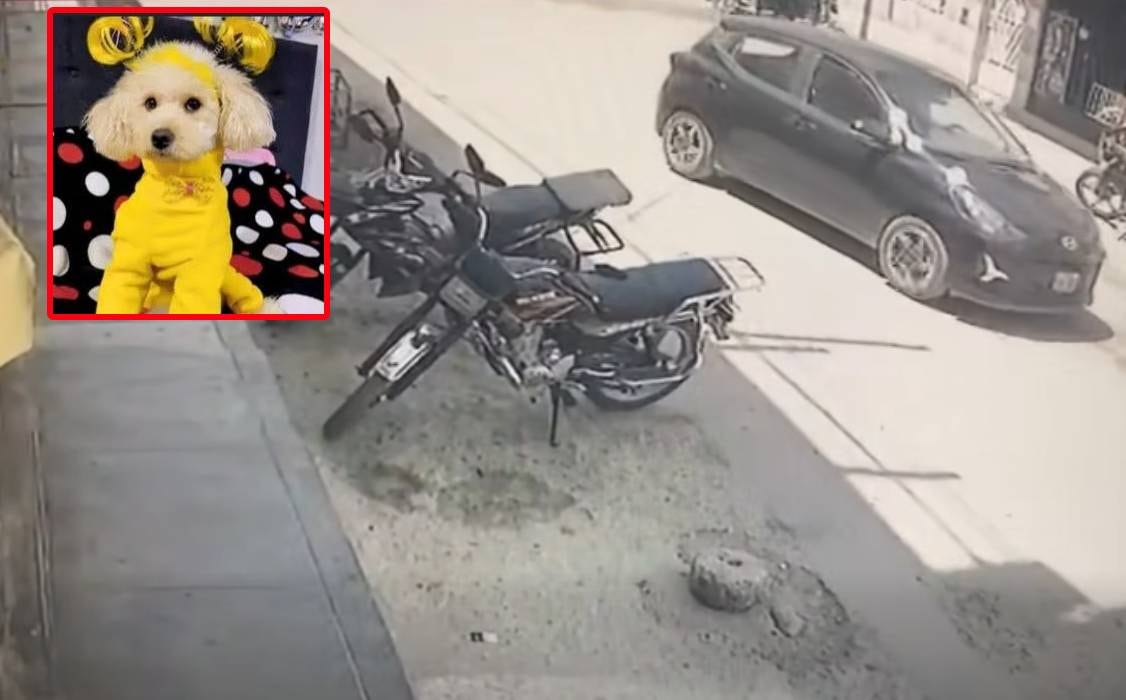 Chiclayo: perrita muere atropellada y conductor se da a la fuga