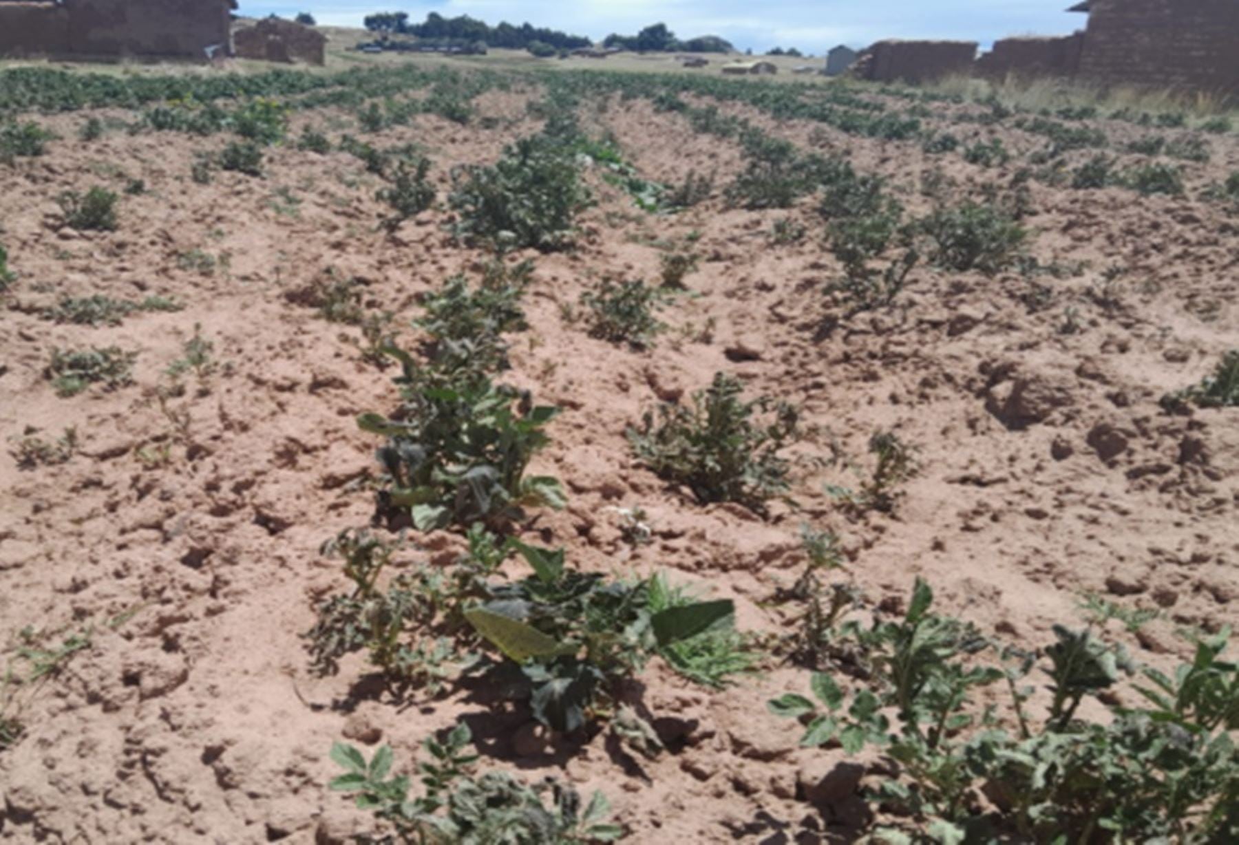 Pequeños y medianos agricultores necesitan del Estado para disminuir el impacto de El Niño