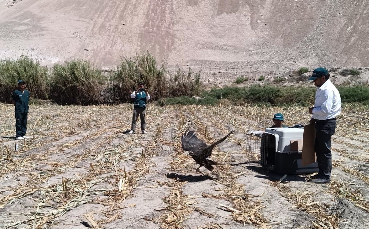 Águila mora vuelve a volar tras cinco días de recuperación en Vítor, Arequipa