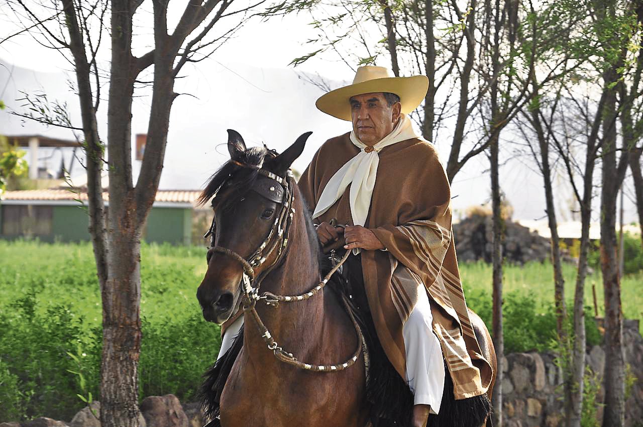 Caballos de paso por el aniversario de Arequipa