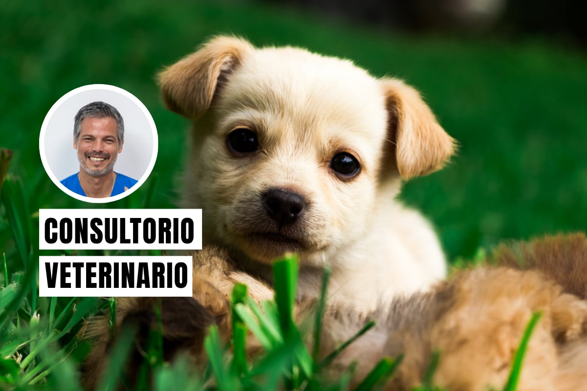Por estas razones no debes separar tan pronto a un cachorro de su madre