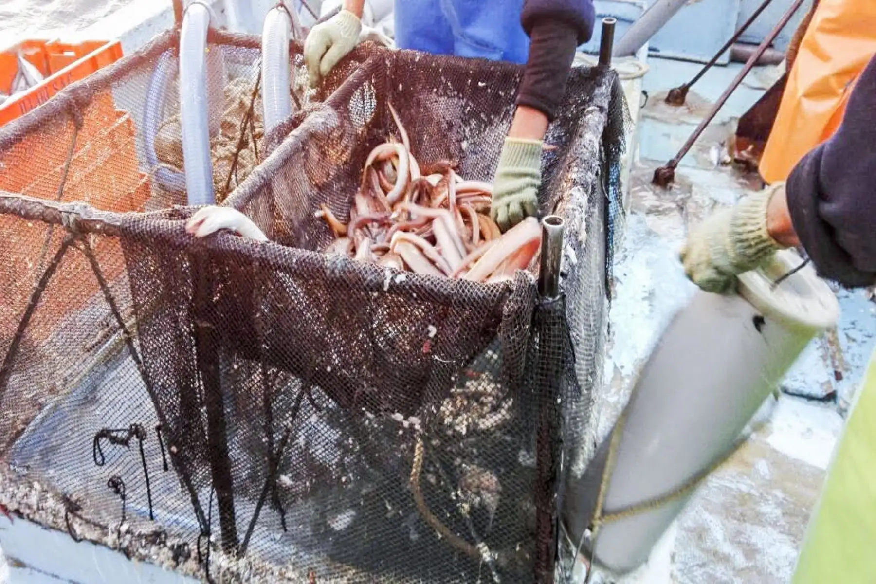 Imarpe evaluará distribución y concentración de anguilas en el mar peruano