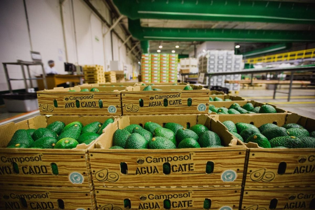 Camposol entra a la palta de México: la jugada del Grupo DC para abastecer todo el año