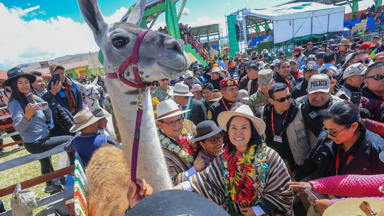 Puno: Keiko Fujimori anuncia construcción de planta procesadora de fibra de alpaca en Macusani