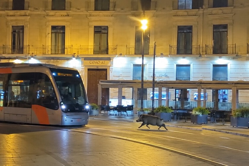 Zaragoza celebraba Pilares así que un jabalí terminó de madrugada en un bar de fiesta del casco histórico