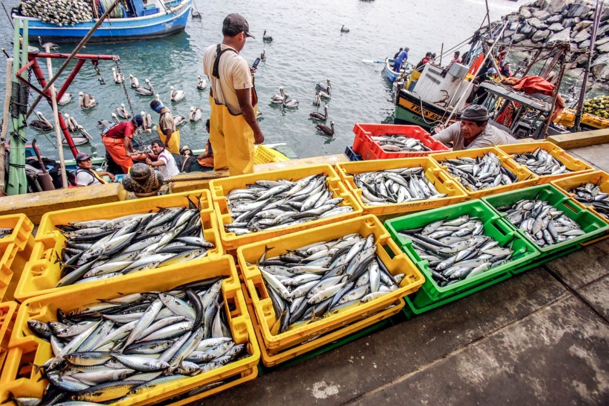 Produce reporta más de 1,300 habilitaciones sanitarias para pesca y acuicultura en seis meses