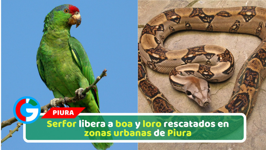 Serfor libera a boa y loro rescatados en zonas urbanas de Piura